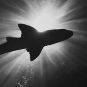 Image of 'The Siren' 840 x 560mm Limited edition fine art print
