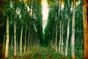 Image of "Torino" by Brandy Eve Allen