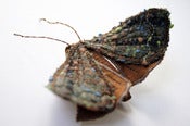 Image of Handmade Fabric Copper Underwing Moth/ Vintage Wool, Silk