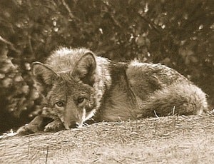 Image of Predator Advocacy 