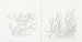 Image of Stephane Leonard - TREES (Book)