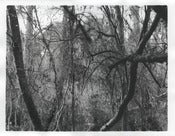 Image of California Bog Fiber Print