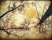 Image of Golden Moon of the Equinox