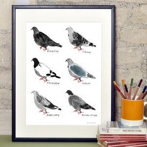 Image of Homing Pigeons