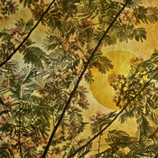 Image of Mimosa Sunset