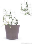 Image of Tiny Porcelain Plant Grid