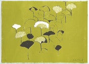 Image of A little ginkgo