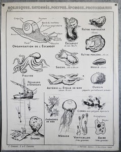 Image of Trés grande affiche scolaire cartonné 