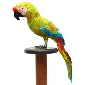 Image of GREAT GREEN MACAW