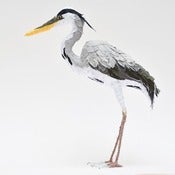 Image of HERON