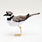 Image of LITTLE RINGED PLOVER