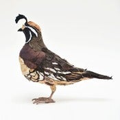 Image of CALIFORNIAN QUAIL