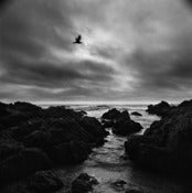 Image of Bird In Flight