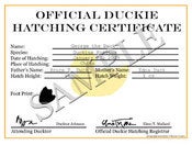 Image of Hatching Certificate