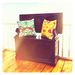 Fuchsia Tree funky cushion