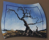 Image of Burmis Tree Original Painting