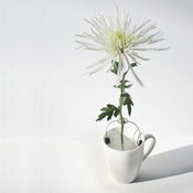 Image of POCKET VASE