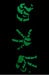 Image of Womens: RPC Tee Glow - Black