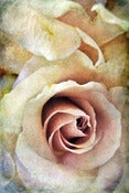 Image of A Rose is a Rose