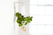 Image of SKY PLANTER