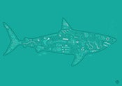 Image of Shark