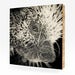 Image of Nilda, Prehensile Tailed Porcupine #3