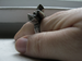 Image of crystal cluster sterling silver ring
