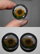 Image of Sunflower Plugs