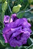 Image of csa spring PLANT share