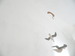 Image of kamomé mobile (two or three seagulls)