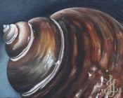 Image of Seashell