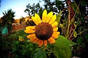 Sunflower Isreal
