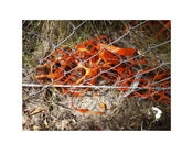 Image of Discard 19 (Location S033º 57’ 09.60” E 151º 11’ 46.80”) by Danny Eastwood