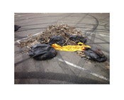 Image of Discard 13 (Location S033º 56’ 40.80” E 151º 09’ 25.20”) by Danny Eastwood