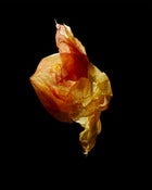 Image of Discard 9 (Polyethylene) by Danny Eastwood