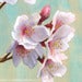 Image of "Mono No Aware" giclee print
