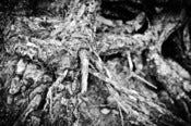 Image of Gnarled Roots - The Abstract Collection
