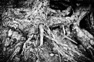 Image of Gnarled Roots - The Abstract Collection