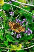 Image of Summer Butterfly - The Nature Collection
