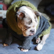 Image of turtlesweater