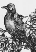 Image of Ravens 
