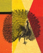 Image of Peacock Poster