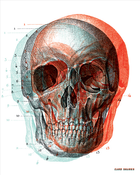 Image of Skull Poster