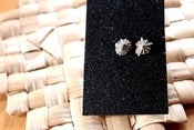 Image of ‘Opihi studs
