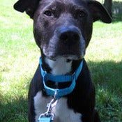 Image of The "Premier" Martingale Collar