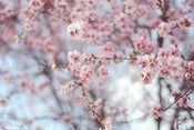 Image of Delicate