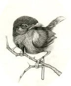 Image of Nightingale 