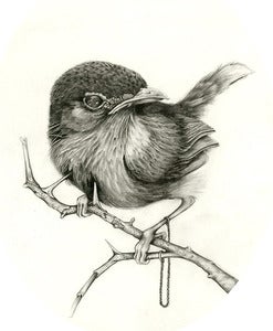 Image of Nightingale 