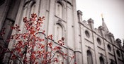 Image of New - Salt Lake Last Leaf
