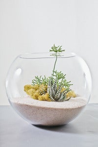 Image of Tranquility- White Desert Terrarium Kit Large